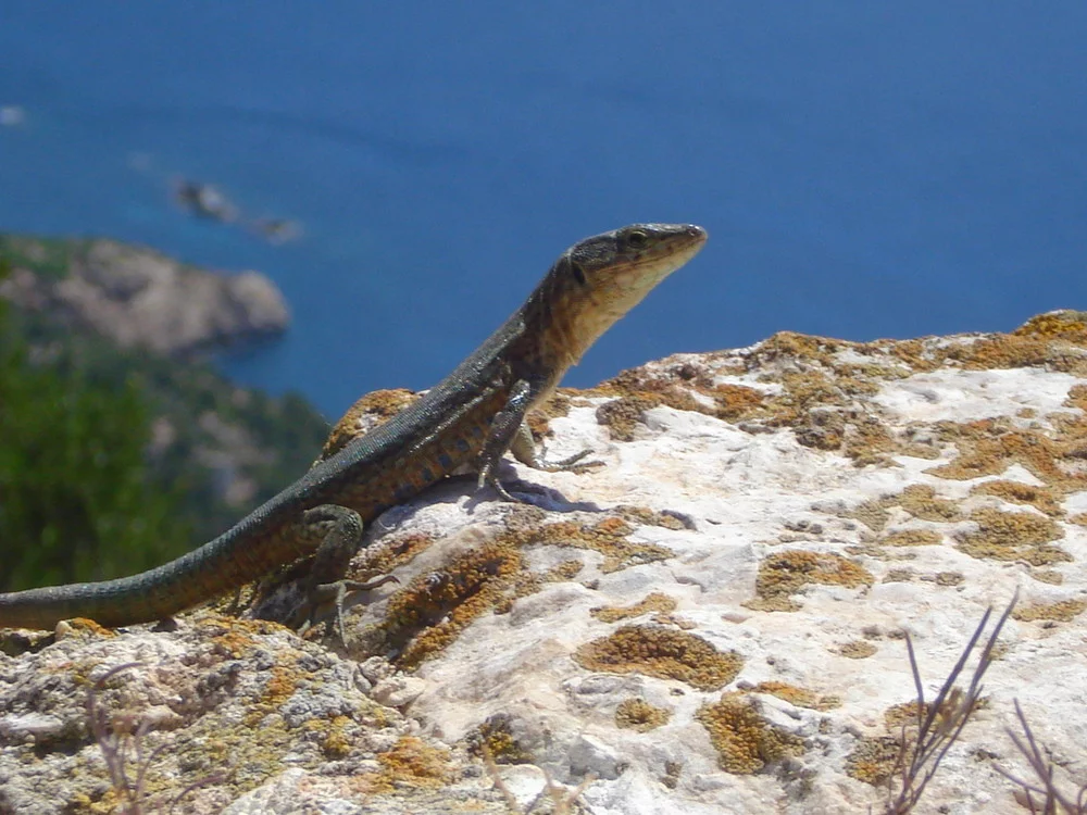 Descubre Sa Dragonera: Naturaleza e Historia en Mallorca