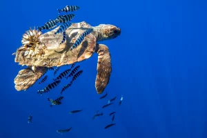 Imagen de una tortuga en el fondo marino de la isla dragonera  | Visita sa dragonera con cruceros margarita