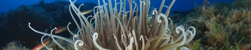 Imagen de el fondo marino de las aguas de la dragonera | Visita dragonera con cruceros margaria