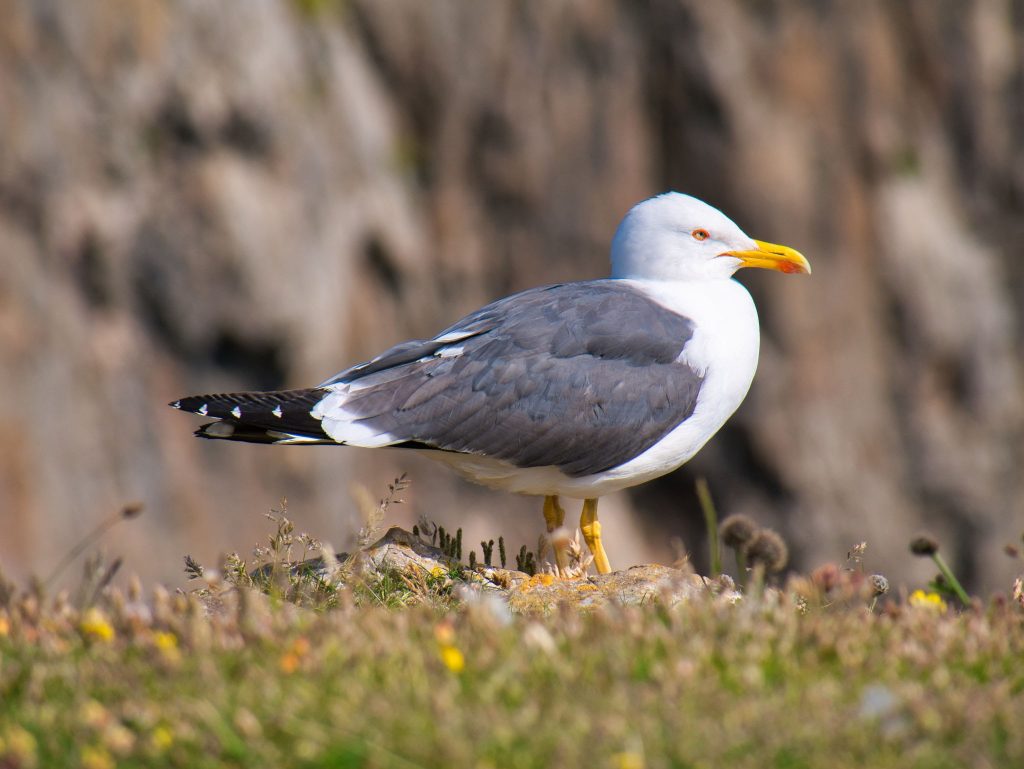 Gaviota patiamarilla